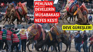 Pehlivan develerin mücadelesinde heyecan yaşandı